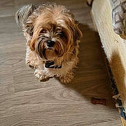 Gypsy is registered to the contest to win money with this photo: dog, small_dog, shih_tzu, pet, indoor, wooden_floor, dog_treat, collar, fluffy, brown_fur, cute, looking_up, sitting, portrait, closeup, shadow, cozy, home_interior, snout, floor_texture
