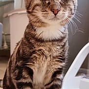 Eclypse participe au concours pour gagner de l'argent avec cette photo : cat, tabby, pet, animal, feline, indoor, floor, tile, white_paws, closed_eyes, whiskers, ears, fur, domestic, household, bin, pet_feeder, sitting, cute, calm