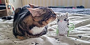 Eclypse participe au concours pour gagner de l'argent avec cette photo : cat, tabby_cat, toy, knitted_toy, bed, blanket, indoor, curious, pet, feline, whiskers, ears, soft_light, closeup, playful, resting, fabric, striped, domestic_cat, cozy