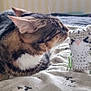 cat, tabby_cat, toy, knitted_toy, bed, blanket, indoor, curious, pet, feline, whiskers, ears, soft_light, closeup, playful, resting, fabric, striped, domestic_cat, cozy