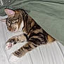 cat, tabby_cat, sleeping, blanket, bed, white_sheet, paw, indoor, resting, cute, pet, feline, cozy, comfort, fur, striped, domestic_animal, relaxation, animal, nap