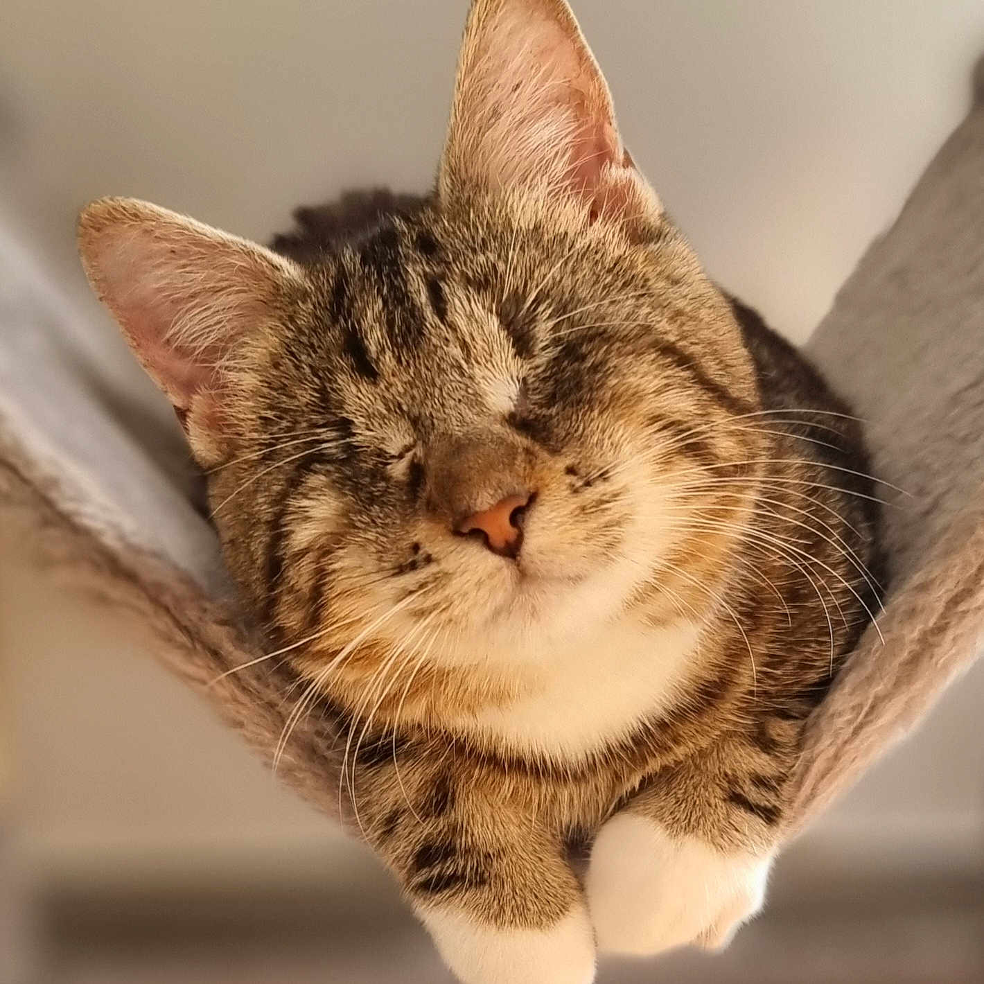 Eclypse participe au concours pour gagner de l'argent avec cette photo : animal, cat, close_up, cozy, cute, domestic_cat, ears, feline, fur, hammock, indoor, muzzle, paws, pet, relaxing, resting, sleeping, snout, tabby_cat, whiskers