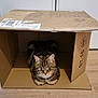cat, tabby, cardboard_box, indoor, pet, animal, floor, closed_eyes, relaxed, cozy, cute, feline, box, brown, striped, whiskers, ears, paws, home, domestic