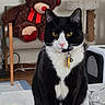 cat, tuxedo_cat, black_and_white, pet, indoor, table, glass, teddy_bear, plush_toy, chair, scratching_post, collar, tag, yellow_eyes, pink_nose, furniture, home, domestic_animal, curious, sitting