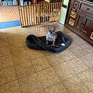Milo is registered to the contest to win money with this photo: dog, french_bulldog, dog_bed, tile_floor, baby_gate, dining_table, chairs, wooden_furniture, water_dispenser, kitchen, indoor, pet, home, cozy, toy, flooring, appliance, cabinet, domestic, room