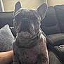 Milo is registered to the contest to win money with this photo: dog, french_bulldog, brindle, pet, indoor, couch, window, person, lap, animal, domestic_animal, canine, sitting, furniture, relaxing, home, companion, paw, ear, snout
