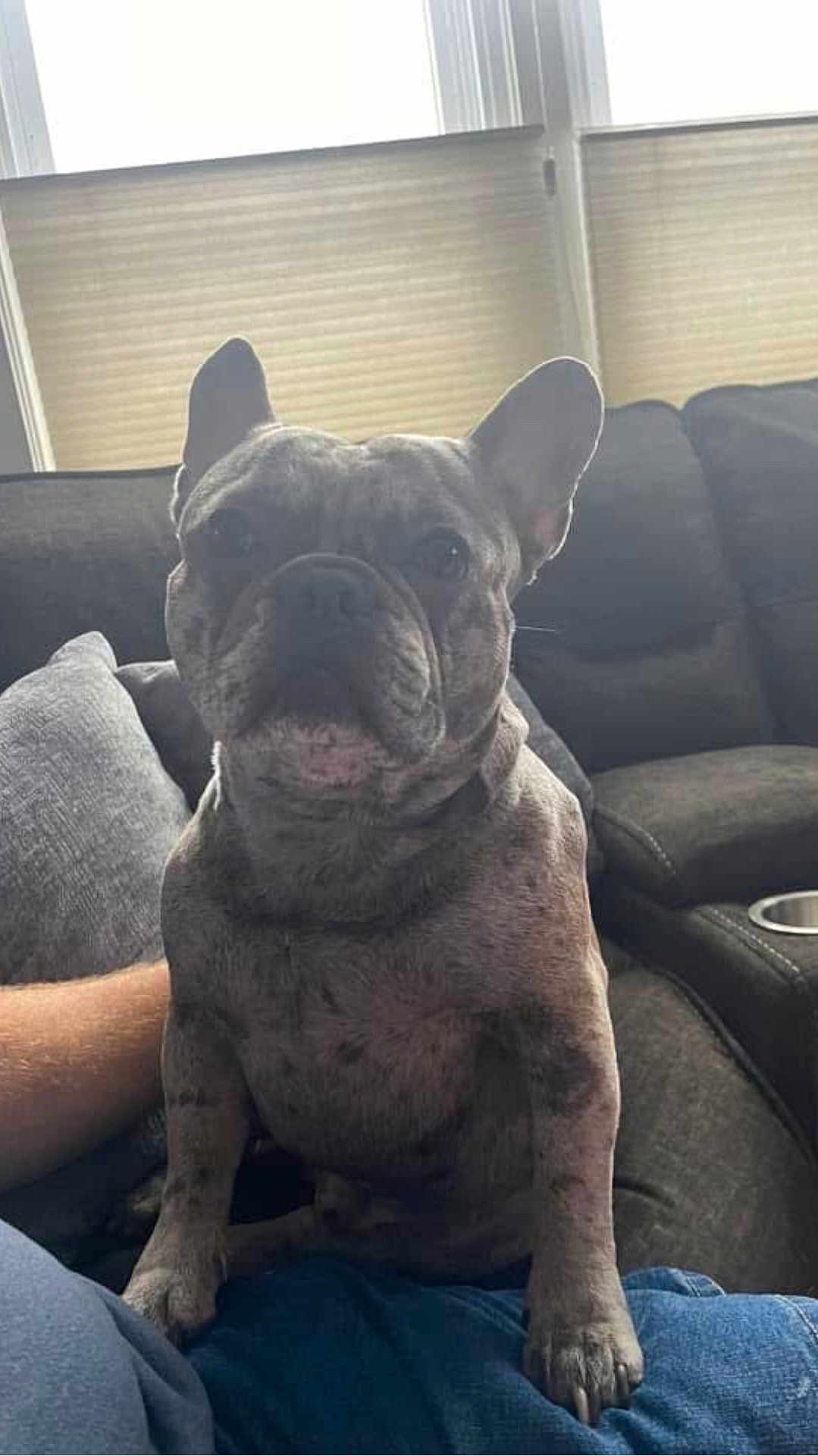 Milo is registered to the contest to win money with this photo: dog, french_bulldog, brindle, pet, indoor, couch, window, person, lap, animal, domestic_animal, canine, sitting, furniture, relaxing, home, companion, paw, ear, snout
