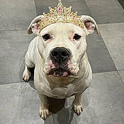 Snow a rejoint le concours — aidez-le/la à gagner de superbes lots ! dog, white_dog, tiara, crown, pet, indoor, kitchen, tile_floor, animal, sitting, looking_up, adorable, cute, portrait, domestic, canine, ears, snout, floor, royalty