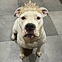 dog, white_dog, tiara, crown, pet, indoor, kitchen, tile_floor, animal, sitting, looking_up, adorable, cute, portrait, domestic, canine, ears, snout, floor, royalty