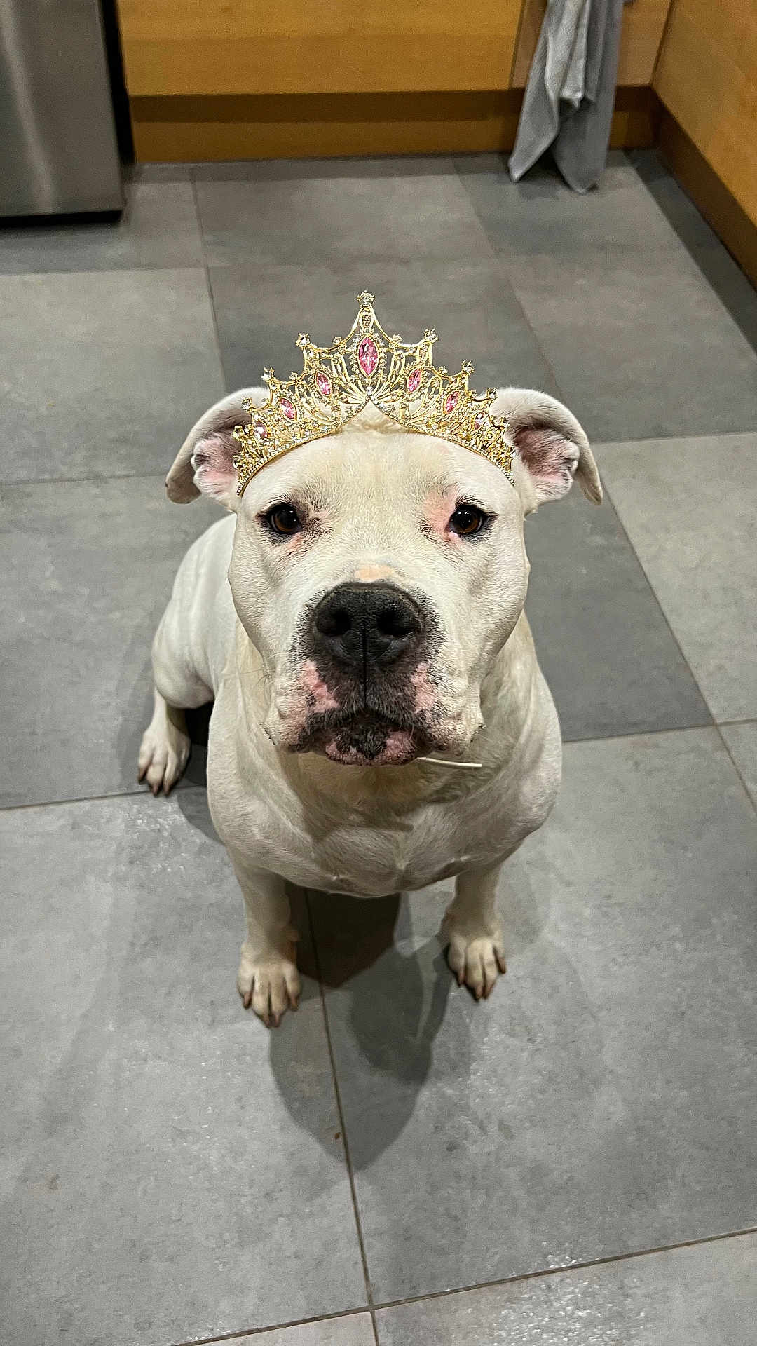 Snow a rejoint le concours — aidez-le/la à gagner de superbes lots ! dog, white_dog, tiara, crown, pet, indoor, kitchen, tile_floor, animal, sitting, looking_up, adorable, cute, portrait, domestic, canine, ears, snout, floor, royalty