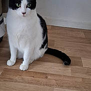 Shelby participe au concours pour gagner de l'argent avec cette photo : animal, black_and_white, cat, curious, domestic_cat, ears, feline, flooring, fur, green_eyes, household, indoor, looking, mammal, pet, portrait, sitting, tail, whiskers, wooden_floor