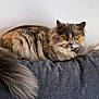 Smoky participe au concours pour gagner de l'argent avec cette photo : amber_eyes, animal, cat, closeup, couch, cozy, curious, domestic, feline, fluffy, fur, gray, indoor, long_hair, pet, resting, tail, texture, wall, whiskers