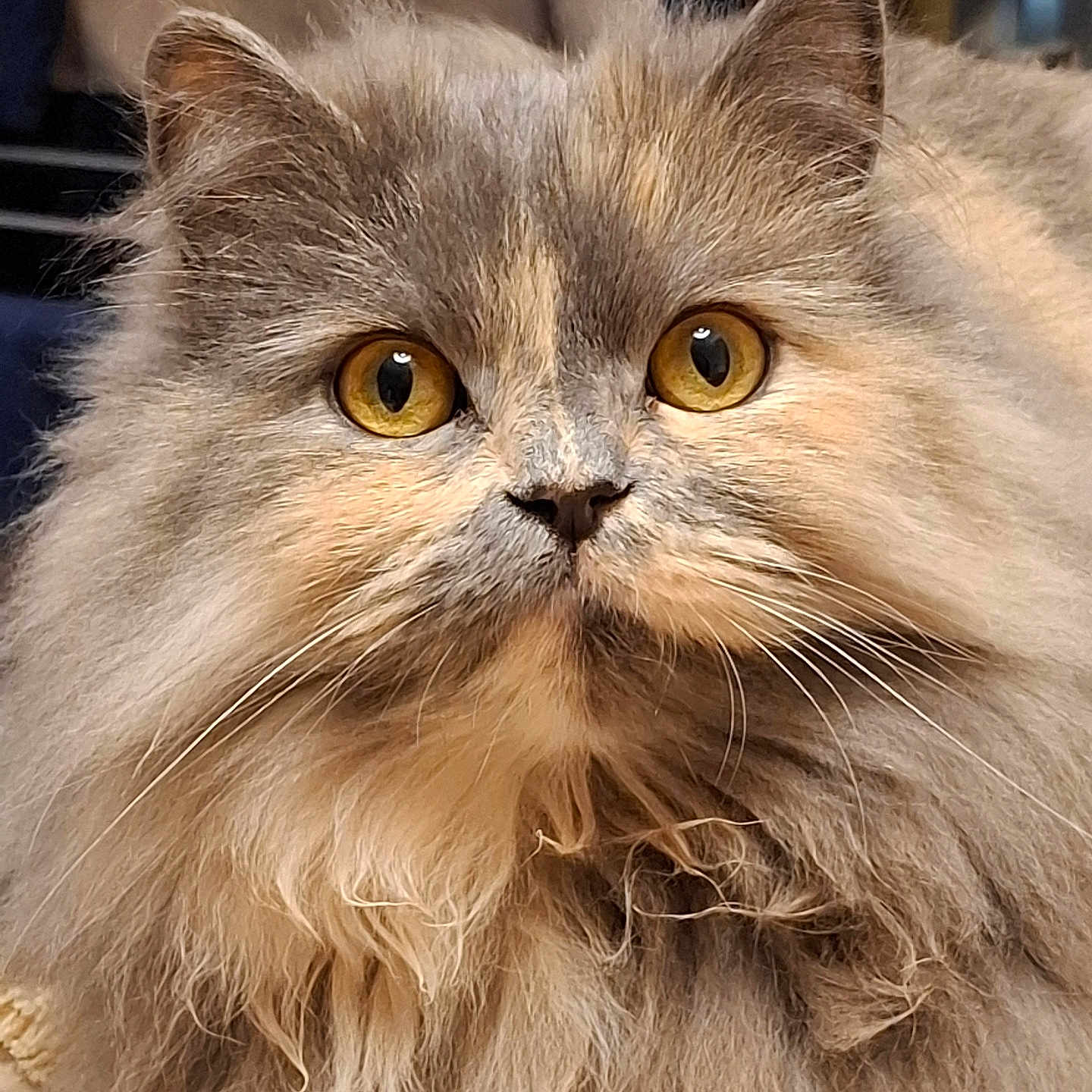 Smoky