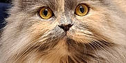 Smoky participe au concours pour gagner de l'argent avec cette photo : animal, cat, closeup, cute, domestic_animal, eyes, face, feline, fluffy, focused, fur, golden_eyes, indoor, long_hair, majestic, muzzle, pet, portrait, soft_texture, whiskers
