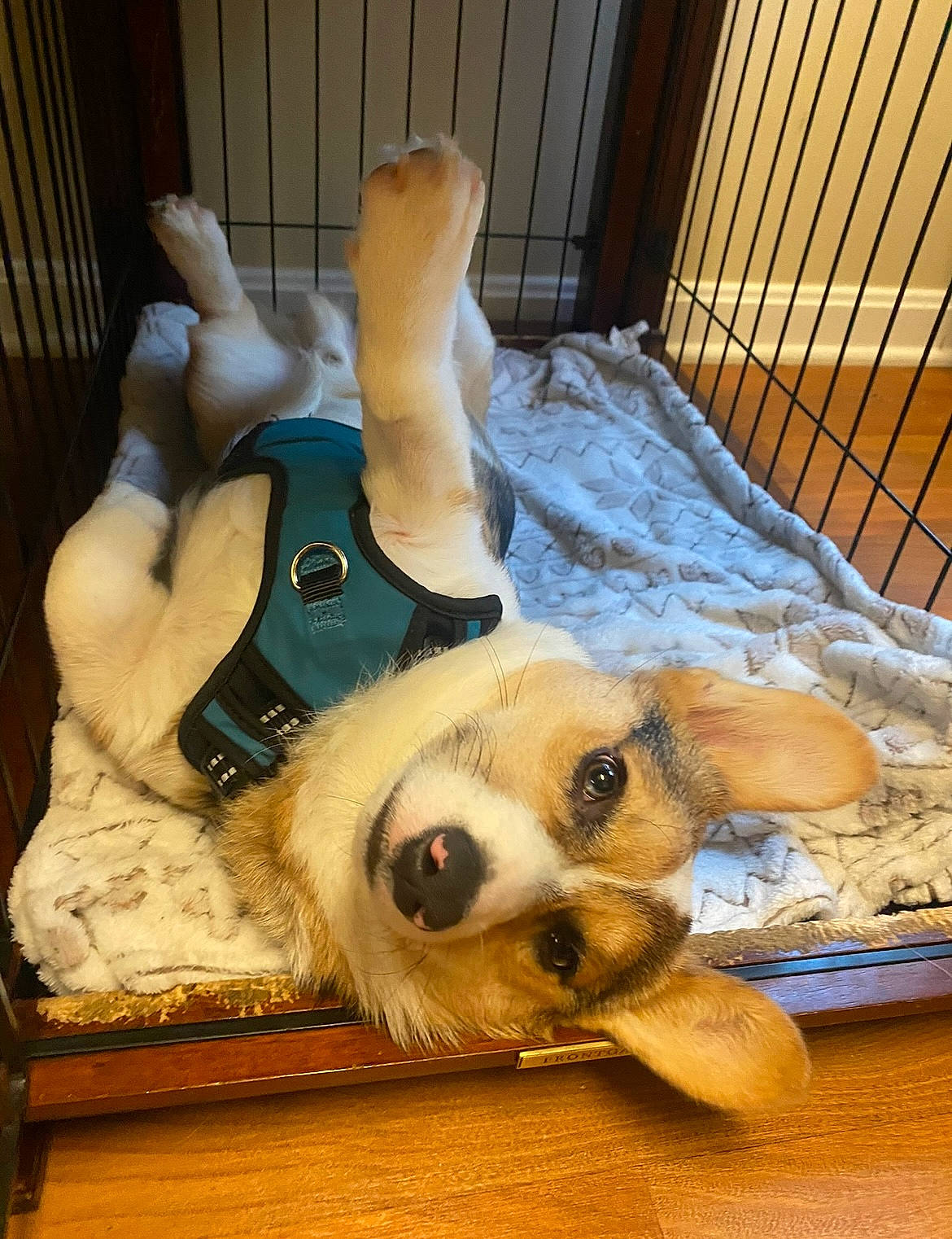 Tito is registered to the contest to win money with this photo: bed, canidae, carnivore, clock, comfort, companion_dog, couch, dog, dog_breed, dog_supply, fawn, fur, paw, pet_supply, snout, sporting_group, toy, whiskers, wood, working_animal