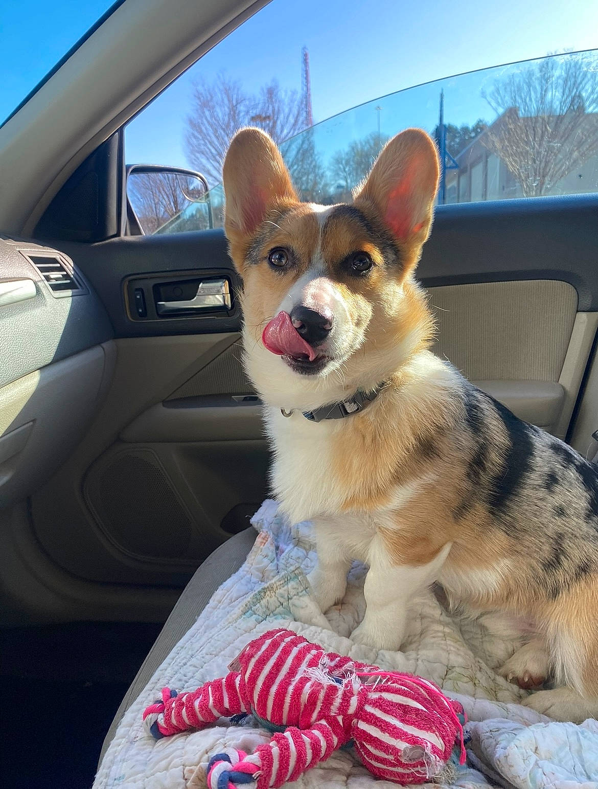 Tito is registered to the contest to win money with this photo: automotive_exterior, car, carnivore, companion_dog, dog, dog_breed, family_car, fawn, herding_dog, hood, personal_luxury_car, plant, sky, snout, steering_wheel, vehicle, vehicle_door, whiskers, window, windshield