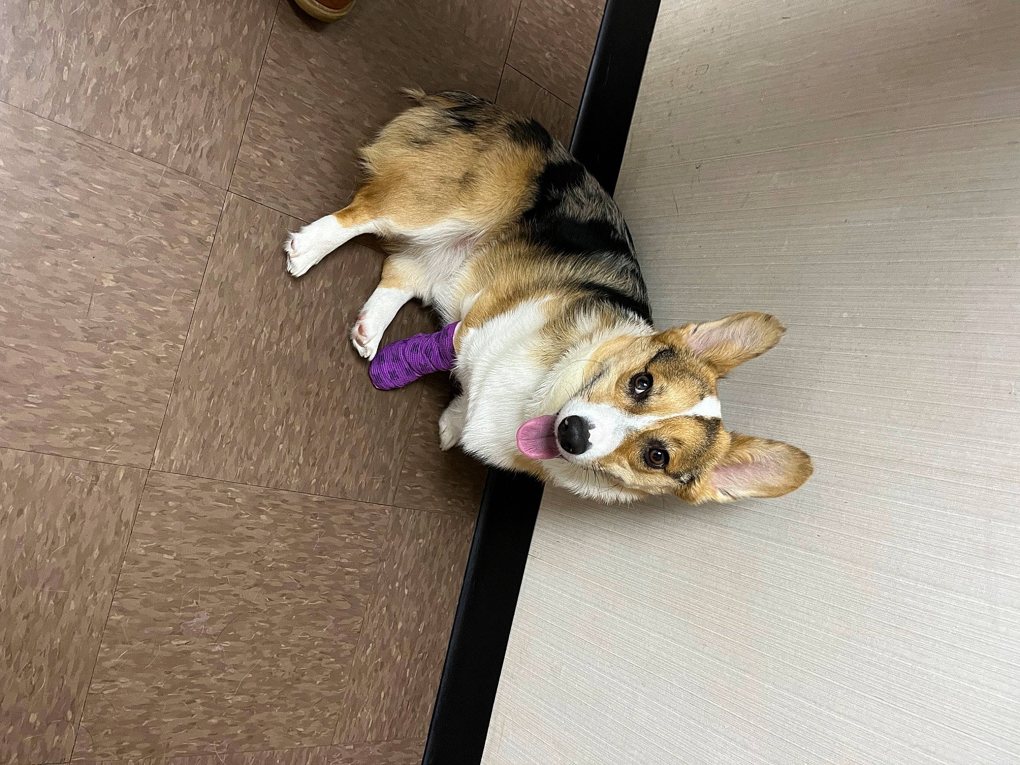 Tito joined the competition — help win amazing prizes! canidae, carnivore, companion_dog, dog, dog_breed, dog_supply, dog_toy, fawn, flooring, fur, hardwood, paw, pet_supply, snout, sporting_group, tail, toy, toy_dog, wood, working_animal