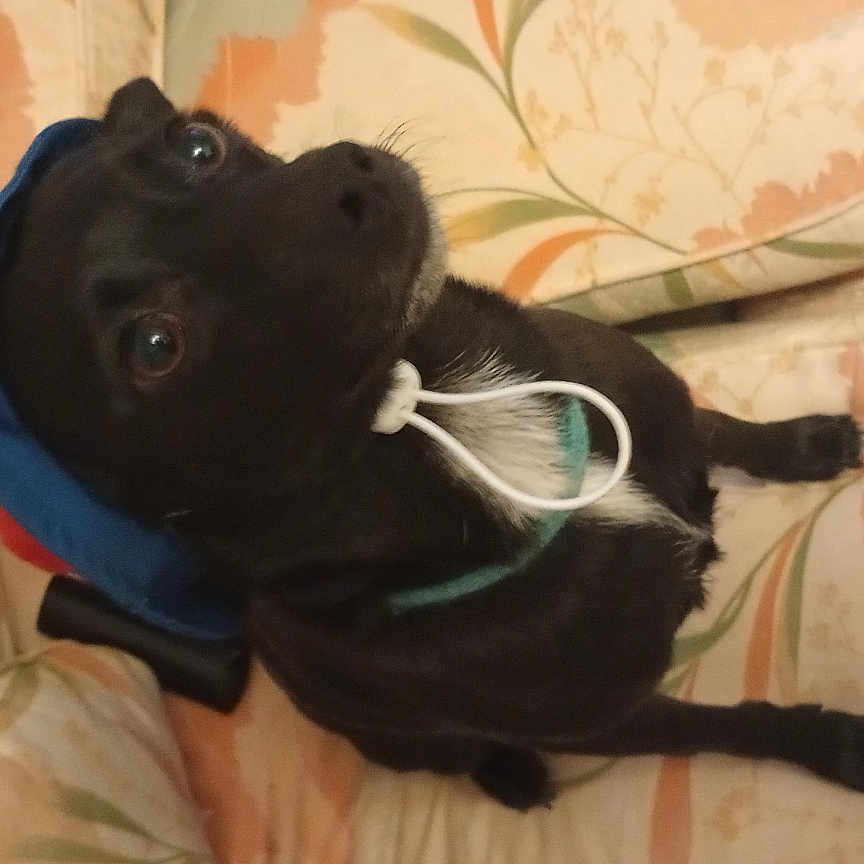 Bubba