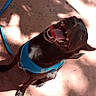 Bubba joined the competition — help win amazing prizes! dog, puppy, pet, animal, brown_dog, black_and_white, tongue, open_mouth, smiling, happy, blue_harness, leash, outdoor, patio, concrete, sunlight, shadows, cushion, portrait, playful