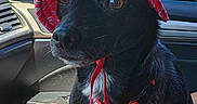 Bubba is registered to the contest to win money with this photo: dog, black_dog, pet, animal, sitting, car, vehicle, passenger_seat, sunhat, pink_hat, paisley, leash, harness, collar, blue_leash, portrait, outdoors, sunlight, travel, funny