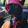dog, black_dog, pet, animal, sitting, car, vehicle, passenger_seat, sunhat, pink_hat, paisley, leash, harness, collar, blue_leash, portrait, outdoors, sunlight, travel, funny