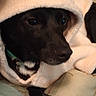 Bubba is registered to the contest to win money with this photo: dog, black_dog, pet, hooded_blanket, plush_hood, sleepy, cozy, cute, animal, canine, portrait, close_up, indoors, bed, blankets, bedding, paw, green_collar, dark_fur, relaxed