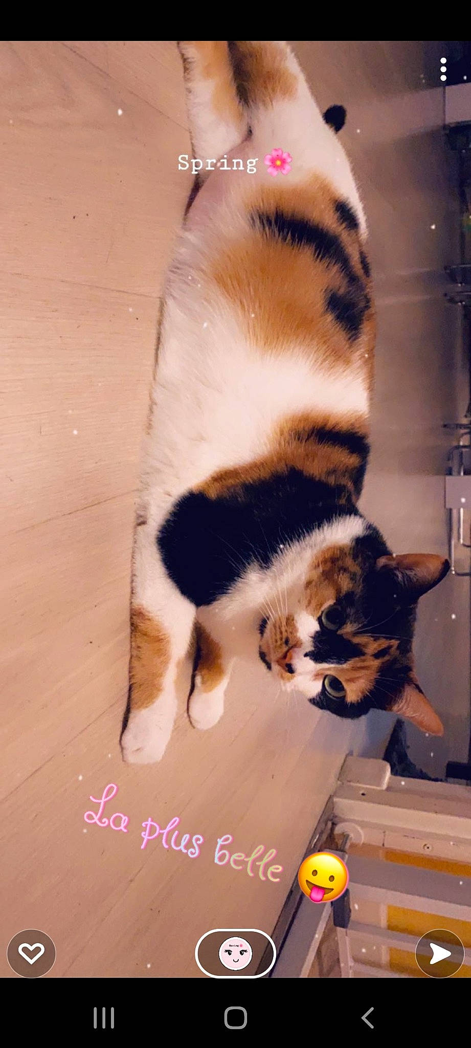 Lilou participe au concours pour gagner de l'argent avec cette photo : canidae, carnivore, cat, claw, companion_dog, dog_breed, fawn, felidae, flooring, fur, paw, small_to_medium_sized_cats, snout, sporting_group, tail, terrestrial_animal, whiskers, wildlife, window, wood