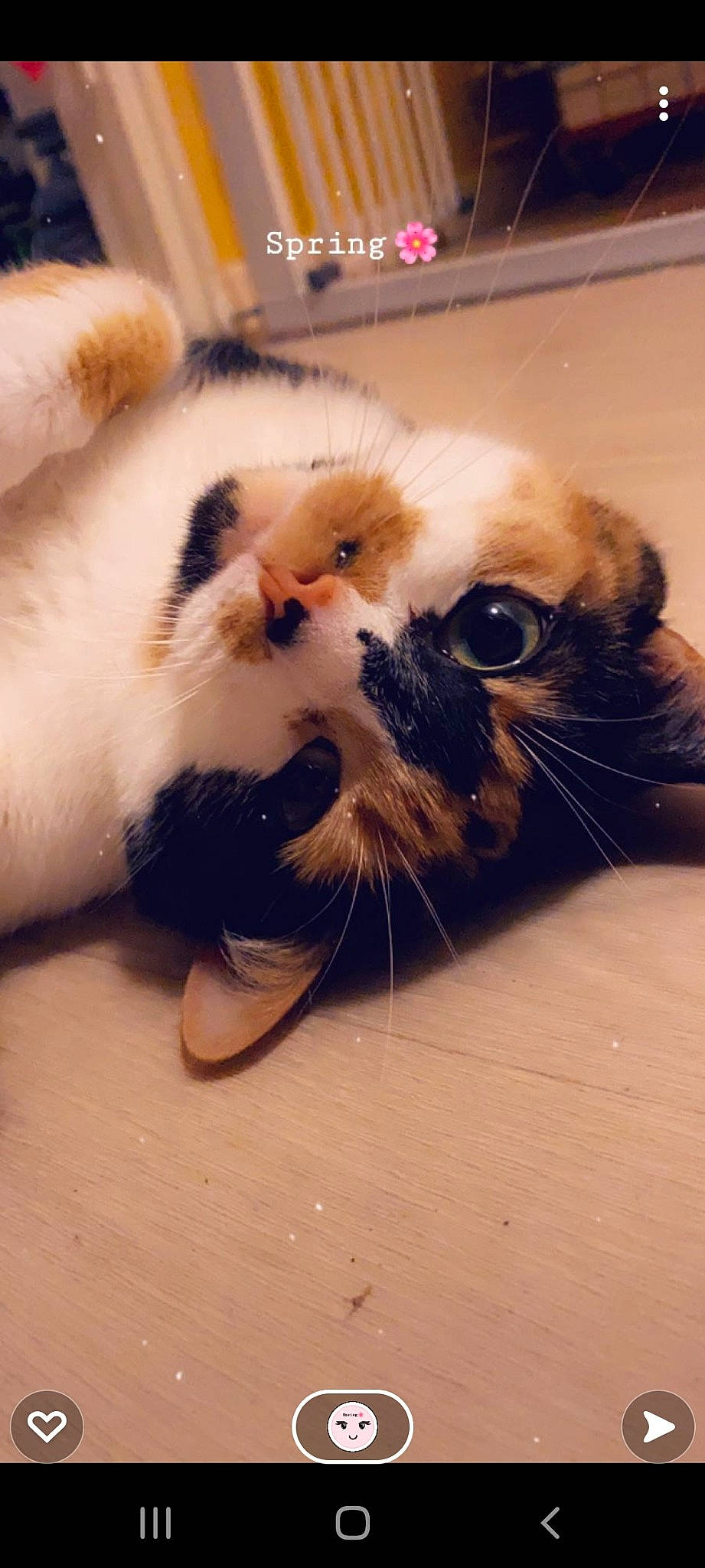 Lilou a rejoint le concours — aidez-le/la à gagner de superbes lots ! canidae, carnivore, cat, claw, comfort, companion_dog, domestic_short_haired_cat, fawn, felidae, flooring, foot, fur, hardwood, paw, small_to_medium_sized_cats, snout, tail, terrestrial_animal, whiskers, wood