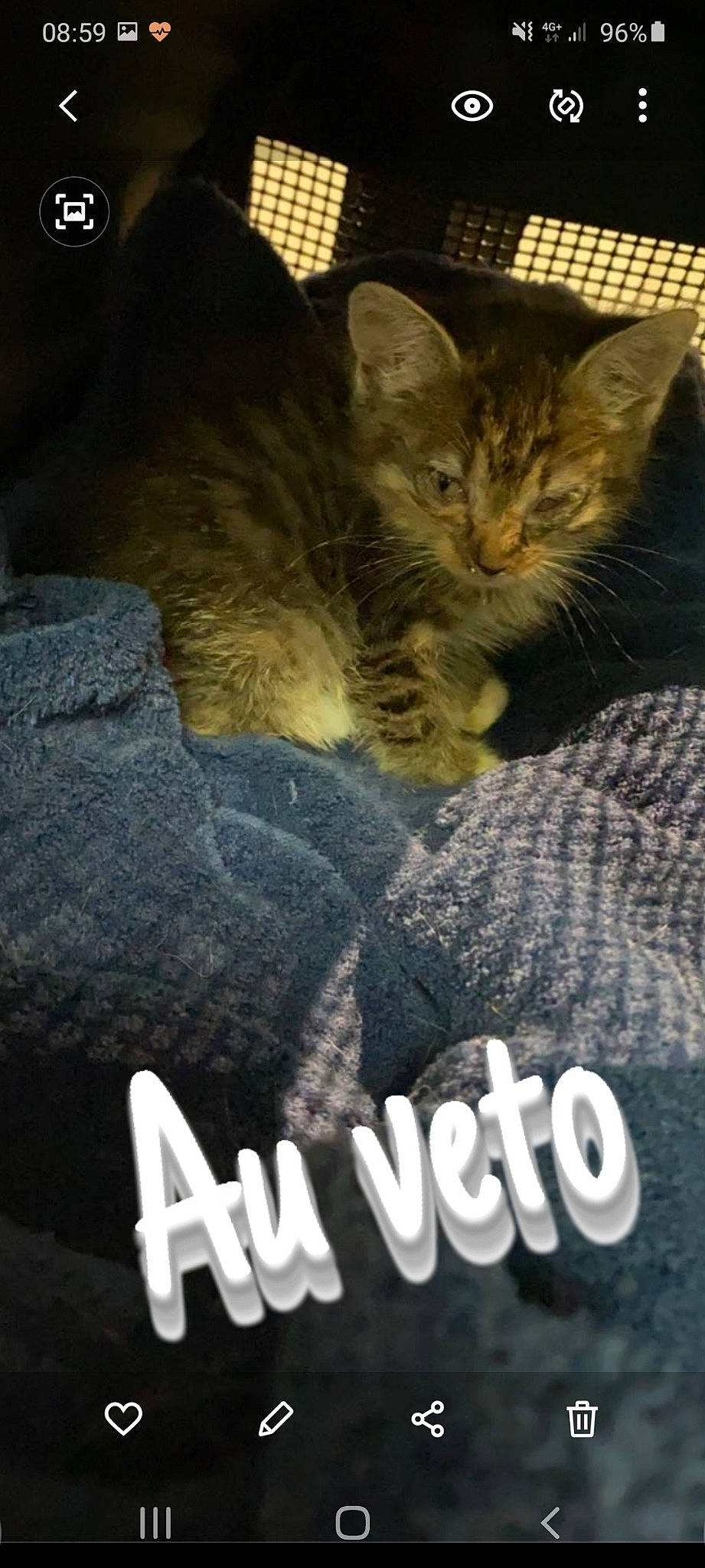 Ruby participe au concours pour gagner de l'argent avec cette photo : carnivore, cat, claw, comfort, darkness, domestic_short_haired_cat, felidae, font, fur, logo, nap, paw, photo_caption, sleep, small_to_medium_sized_cats, snout, tail, whiskers, wildlife