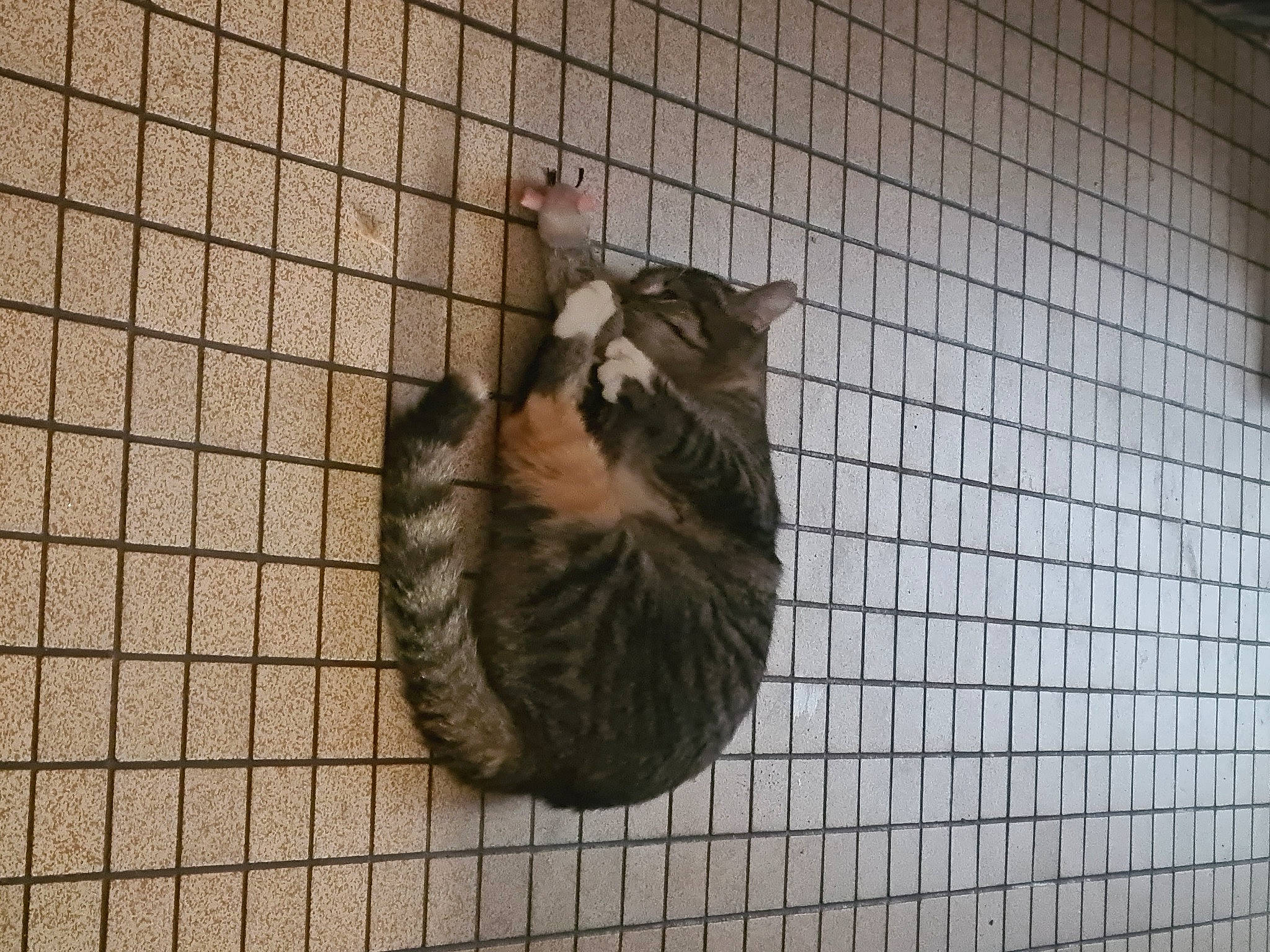 Ruby participe au concours pour gagner de l'argent avec cette photo : animal_shelter, art, beak, bird_supply, cage, felidae, fur, line, mesh, metal, net, pet_supply, rodent, small_to_medium_sized_cats, snout, tail, terrestrial_animal, whiskers, wire_fencing, wood