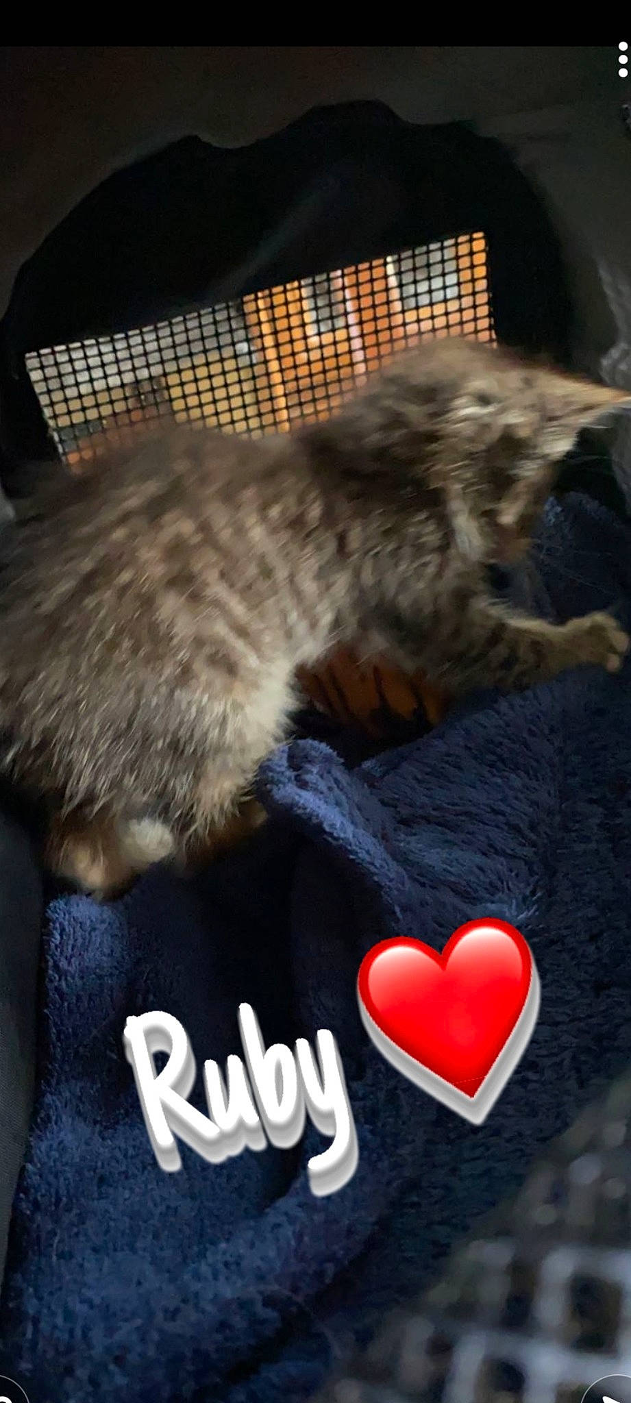 Ruby a rejoint le concours — aidez-le/la à gagner de superbes lots ! carmine, carnivore, cat, claw, comfort, domestic_short_haired_cat, felidae, font, fur, grey, heart, linens, love, mammal, paw, photo_caption, small_to_medium_sized_cats, terrestrial_animal, vertebrate, whiskers