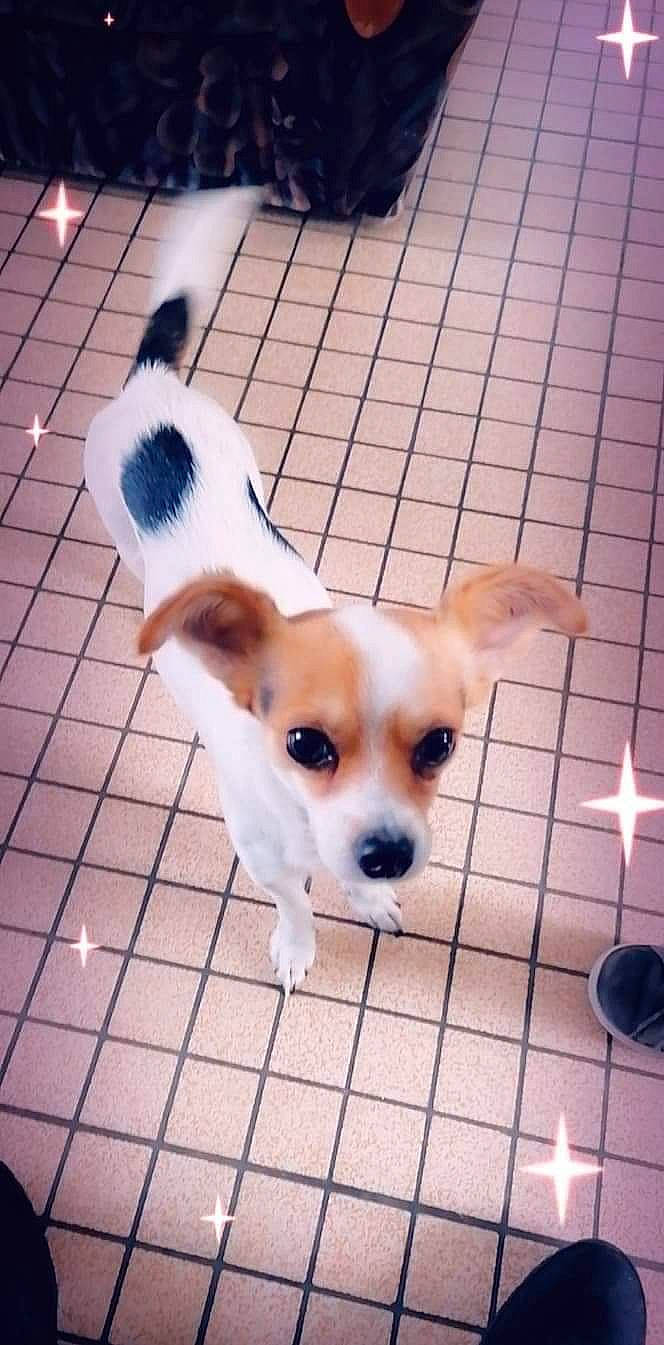 Youki participe au concours pour gagner de l'argent avec cette photo : canidae, carnivore, chihuahua, collar, companion_dog, dog, dog_breed, dog_supply, fawn, floor, flooring, fur, pet_supply, snout, sporting_group, tail, terrestrial_animal, toy_dog, whiskers, working_animal