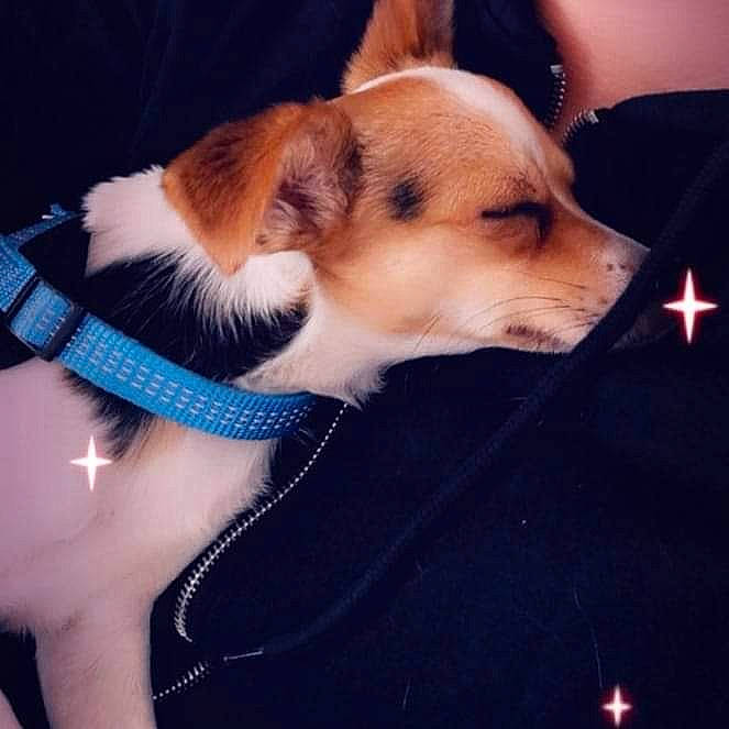 Youki a rejoint le concours — aidez-le/la à gagner de superbes lots ! canidae, cardigan_welsh_corgi, carnivore, collar, comfort, companion_dog, dog, dog_breed, dog_collar, electric_blue, fawn, foot, fur, human_leg, paw, snout, sporting_group, tail, whiskers, working_animal