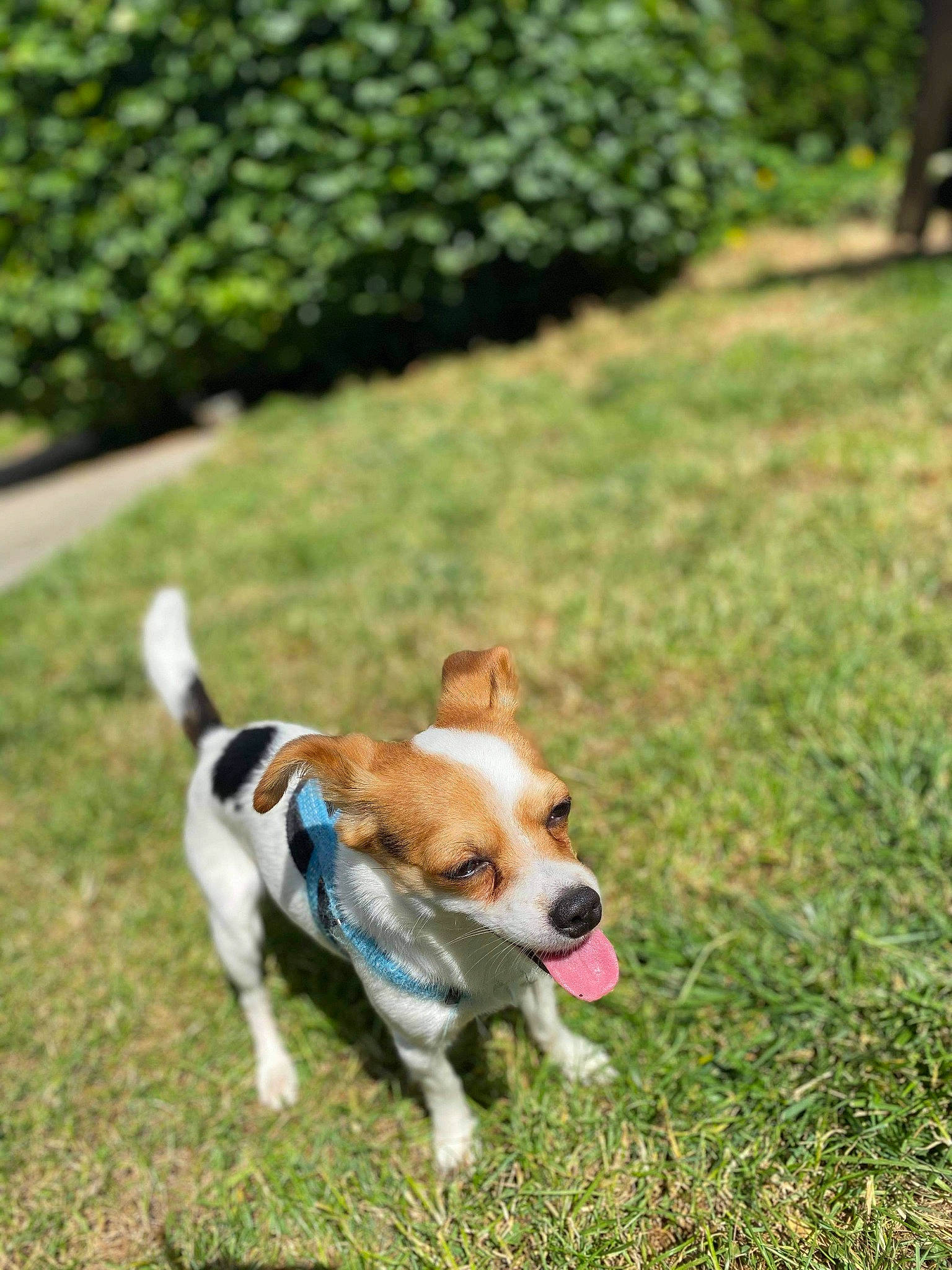 Youki a rejoint le concours — aidez-le/la à gagner de superbes lots ! adventure, beagle, canidae, carnivore, collar, companion_dog, dog, dog_breed, dog_supply, fawn, grass, lawn, mammal, plant, snout, sporting_group, tail, terrier, toy, working_animal