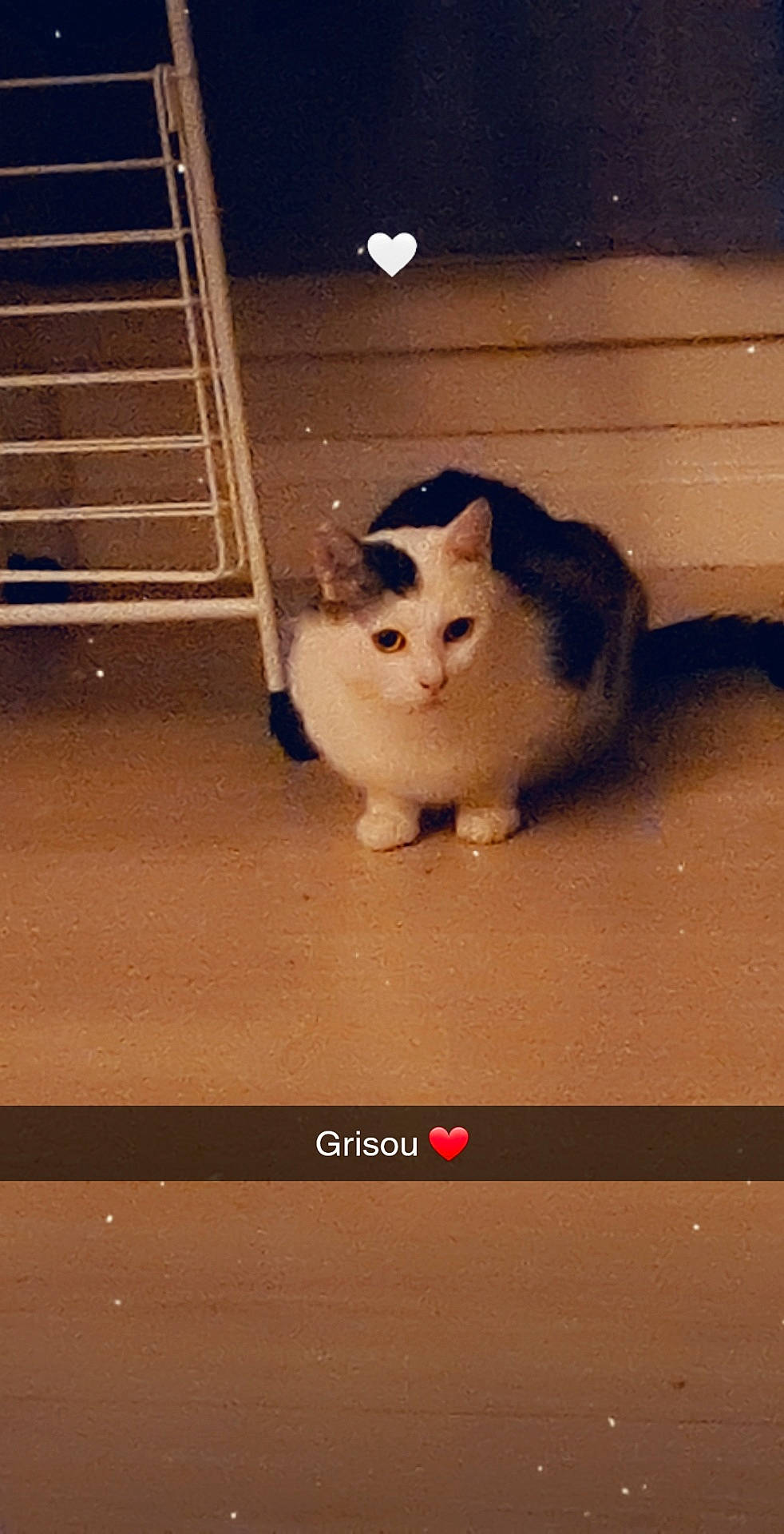 Grisou a rejoint le concours — aidez-le/la à gagner de superbes lots ! box, carnivore, cat, domestic_short_haired_cat, eye, fawn, felidae, fur, lighting, line, paw, rectangle, sky, small_to_medium_sized_cats, snout, tail, tints_and_shades, whiskers, window, wood