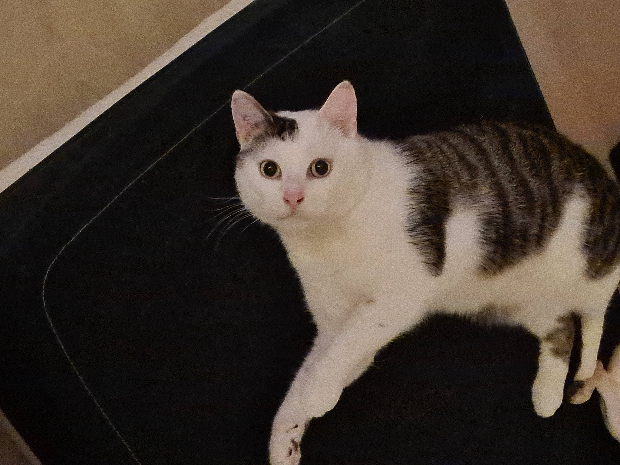 Grisou a rejoint le concours — aidez-le/la à gagner de superbes lots ! carnivore, cat, domestic_short_haired_cat, felidae, flooring, fur, hardwood, paw, small_to_medium_sized_cats, snout, tail, whiskers, wood