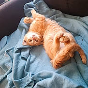 Finette a rejoint le concours — aidez-le/la à gagner de superbes lots ! cat, kitten, orange_cat, blanket, blue_blanket, couch, indoor, pet, cute, playful, fur, whiskers, paws, relaxed, cozy, home, animal, mammal, feline, resting