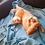 cat, kitten, orange_cat, blanket, blue_blanket, couch, indoor, pet, cute, playful, fur, whiskers, paws, relaxed, cozy, home, animal, mammal, feline, resting