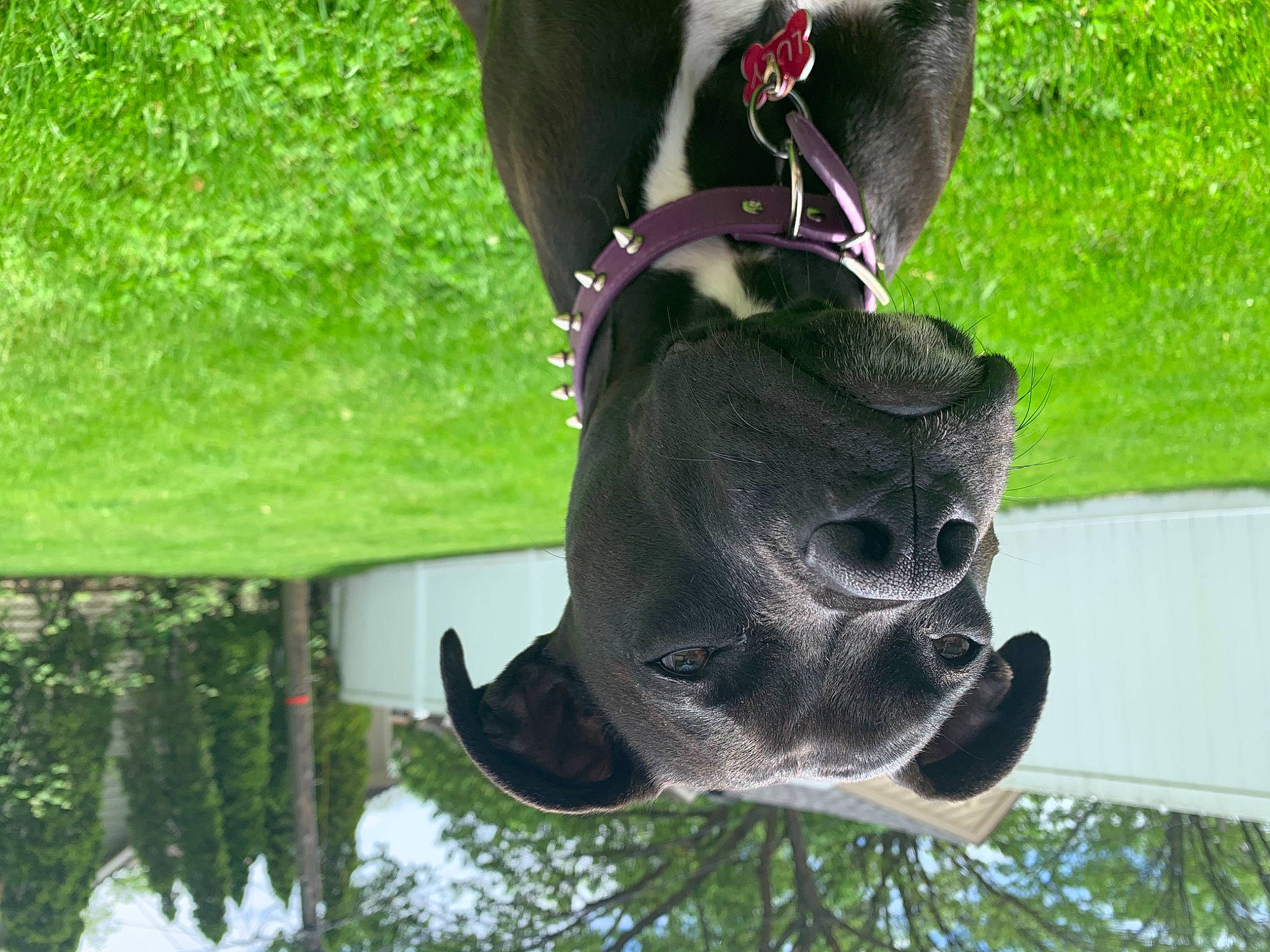 Lucy joined the competition — help win amazing prizes! bridle, ear, jaw, snout