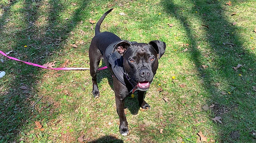 Lucy is registered to the contest to win money with this photo: american_pit_bull_terrier, canidae, carnivore, dog, dog_breed, fawn, labrador_retriever, mammal, non_sporting_group, patterdale_terrier, plant, rare_breed_dog, snout, sporting_group, vertebrate