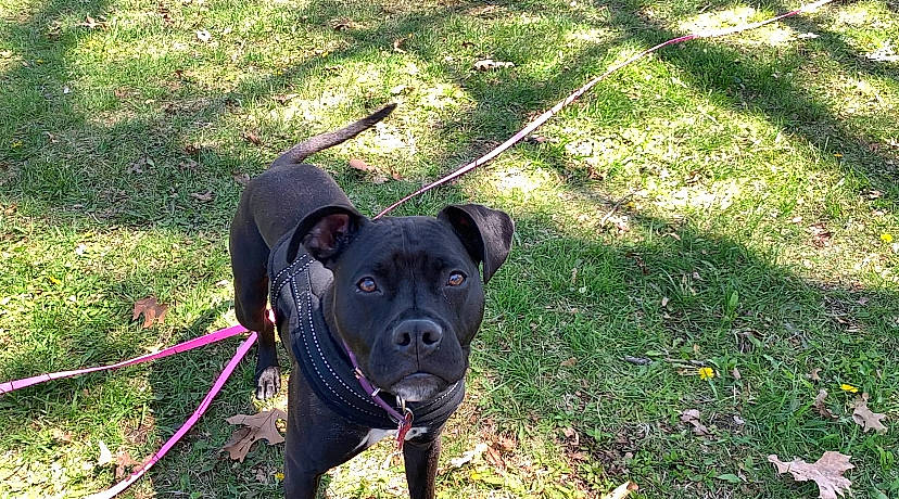 Lucy joined the competition — help win amazing prizes! alaunt, american_pit_bull_terrier, bandog, borador, canidae, canis_panther, carnivore, collar, dog, dog_breed, dog_collar, labrador_retriever, mammal, non_sporting_group, patterdale_terrier, rare_breed_dog, snout, sporting_group, staffordshire_bull_terrier, vertebrate