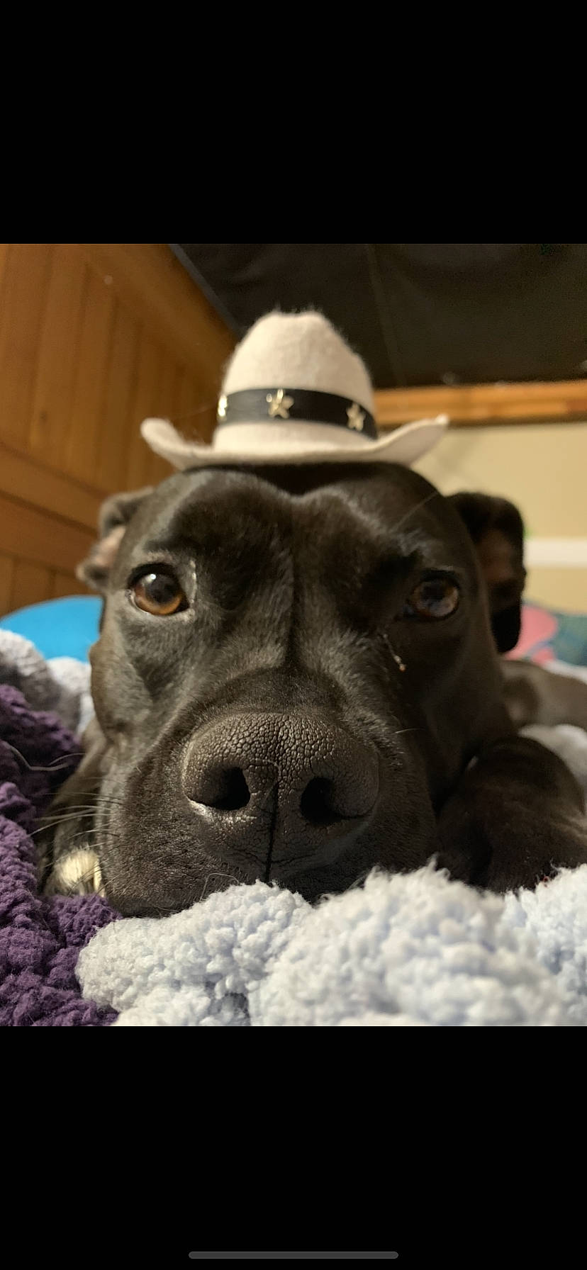 Lucy joined the competition — help win amazing prizes! american_pit_bull_terrier, american_staffordshire_terrier, bandog, cane_corso, canidae, carnivore, dog, dog_breed, great_dane, guard_dog, mammal, non_sporting_group, nose, pit_bull, puppy, snout, sporting_group, staffordshire_bull_terrier, vertebrate, whiskers