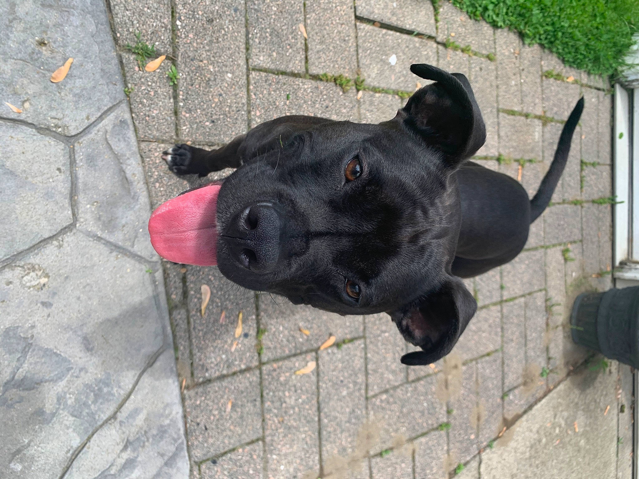 Lucy joined the competition — help win amazing prizes! canidae, carnivore, companion_dog, dog, dog_breed, fawn, formosan_mountain_dog, guard_dog, labrador_retriever, non_sporting_group, patterdale_terrier, snout, sporting_group, staffordshire_bull_terrier