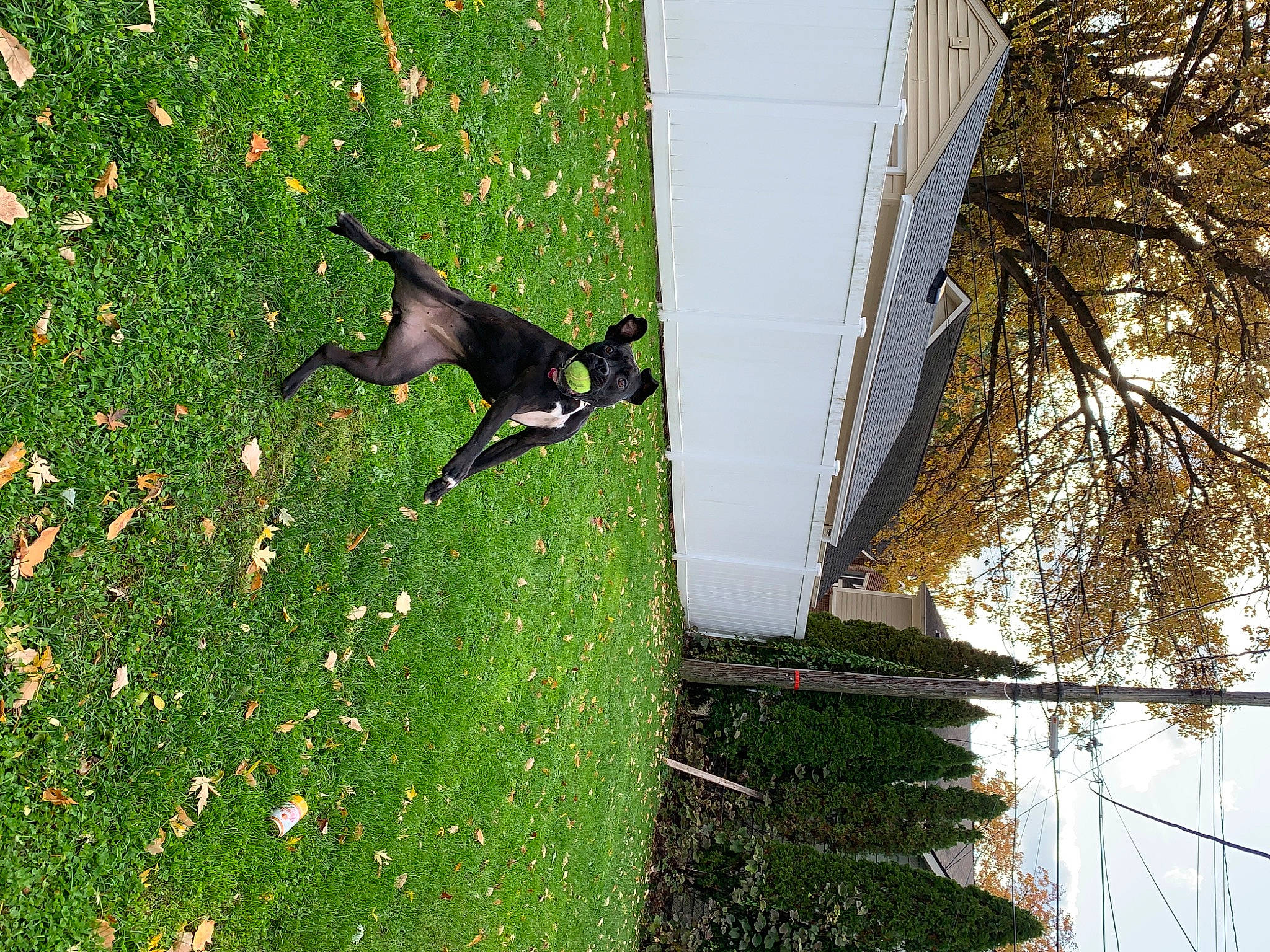 Lucy is registered to the contest to win money with this photo: backyard, canidae, carnivore, dog, dog_breed, grass, green, house, leaf, non_sporting_group, plant, sporting_group, tail, tree