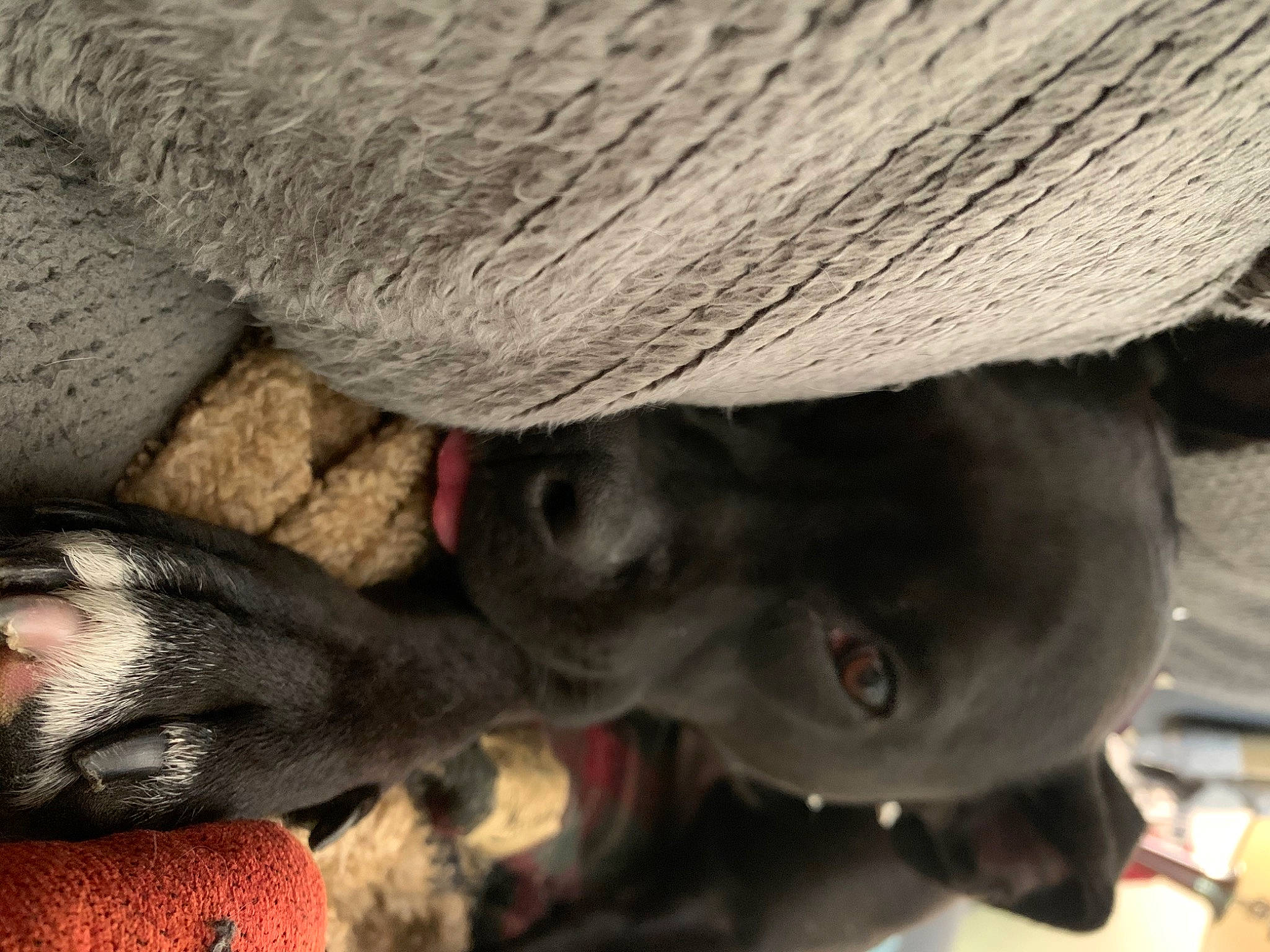 Lucy joined the competition — help win amazing prizes! canidae, carnivore, nose, snout, sporting_group, weimaraner