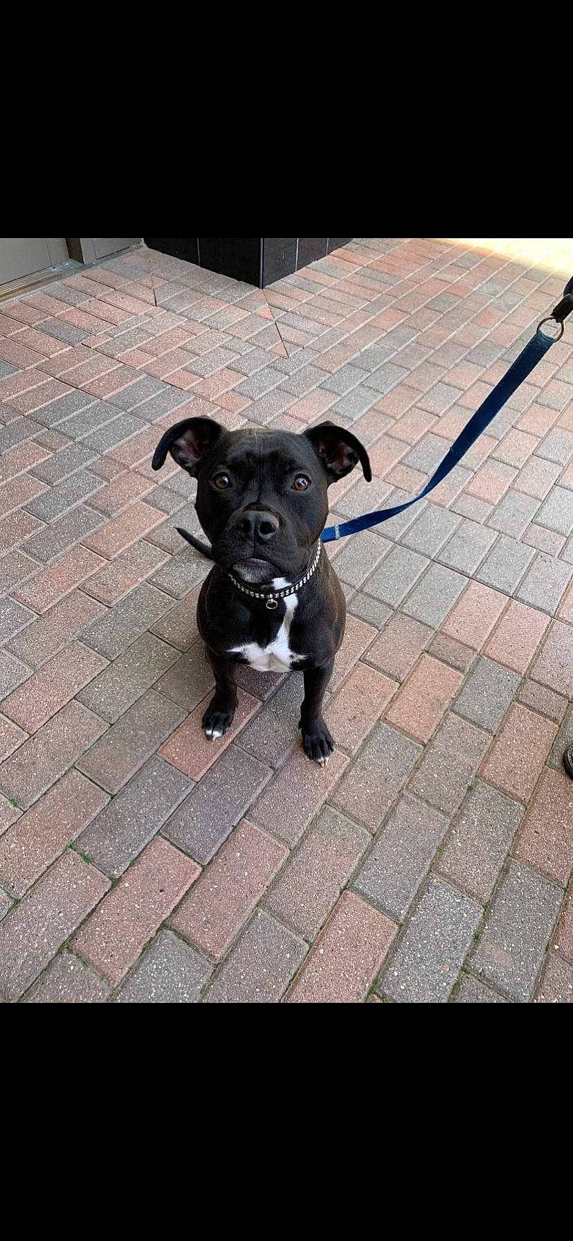 Lucy is registered to the contest to win money with this photo: american_pit_bull_terrier, canidae, carnivore, companion_dog, dog, dog_breed, dog_collar, fawn, mammal, non_sporting_group, puppy, rare_breed_dog, snout, sporting_group, staffordshire_bull_terrier, tail