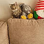 kitten, cat, stuffed_toy, plush_bunny, gnome_plush, couch, corduroy, beige, wall, vintage_map, indoor, pet, furniture, soft_toys, striped_hat, cute, cozy, sitting, home, decor