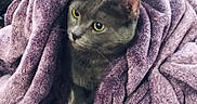 Gabriel joined the competition — help win amazing prizes! abyssinian, animal, bathtowel, blanket, cat, clothing, fleece, homedecor, kitten, laundry, linen, pet, plush, purple, quilt, towel, toy, velvet