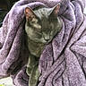 Gabriel is registered to the contest to win money with this photo: abyssinian, animal, blanket, cat, clothing, fleece, homedecor, kitten, laundry, linen, person, pet, purple, quilt, sleeping, towel, velvet