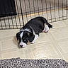 Maite is registered to the contest to win money with this photo: animal, black_and_white, blanket, cute, dog, fence, floor, home, indoor, leopard_print, looking_up, lying_down, person, pet, pet_gate, pink_socks, puppy, small_dog, socks, tile_floor
